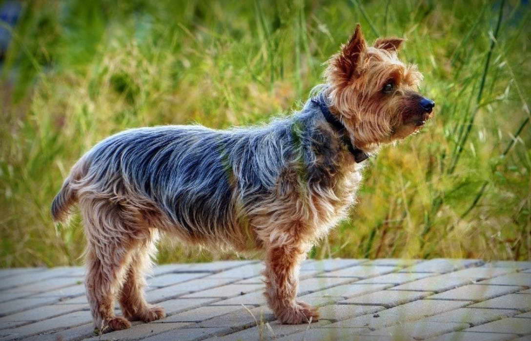 How Much Is A Yorkshire Terrier Puppy