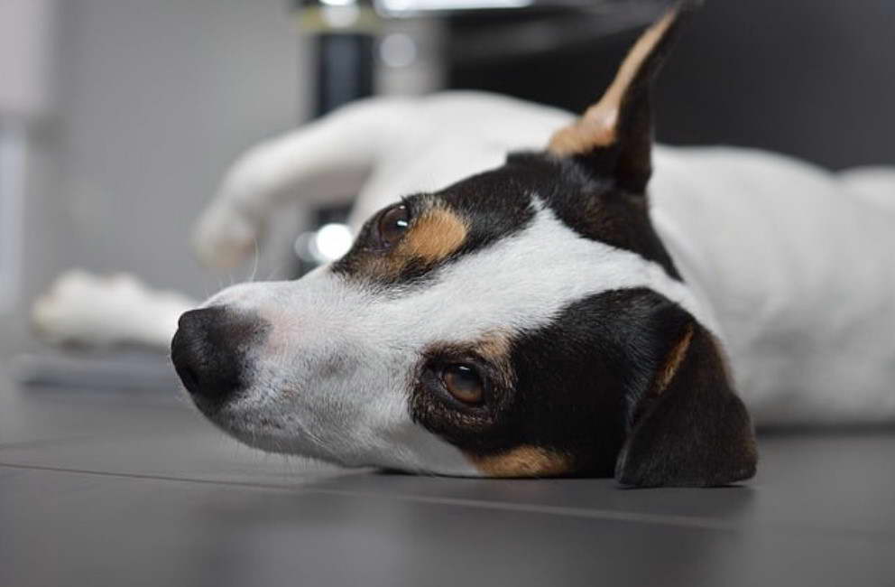 How To Calm A Jack Russell Terrier