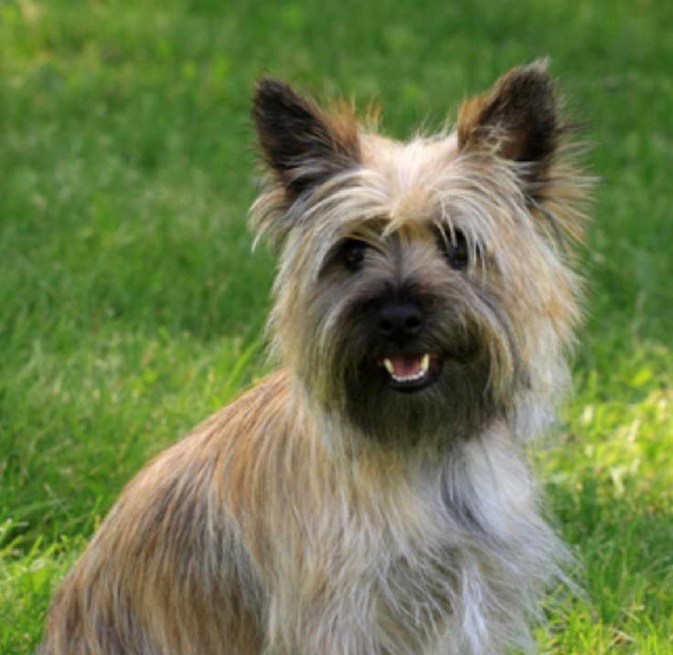 How To Groom A Cairn Terrier