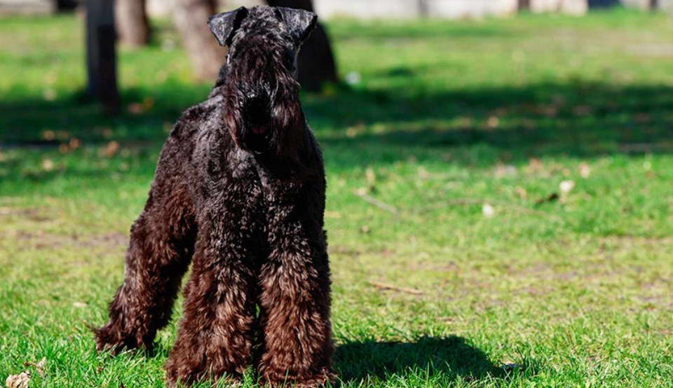 Irish Blue Terrier