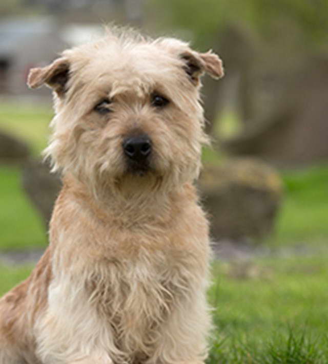 Irish Glen of Imaal Terrier