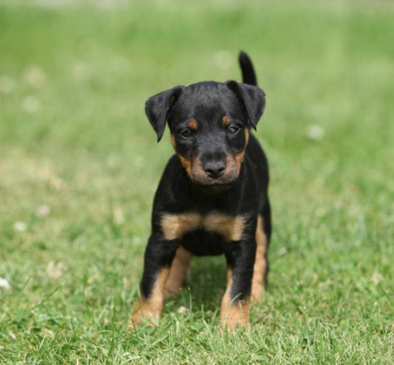 Irish Hunt Terrier