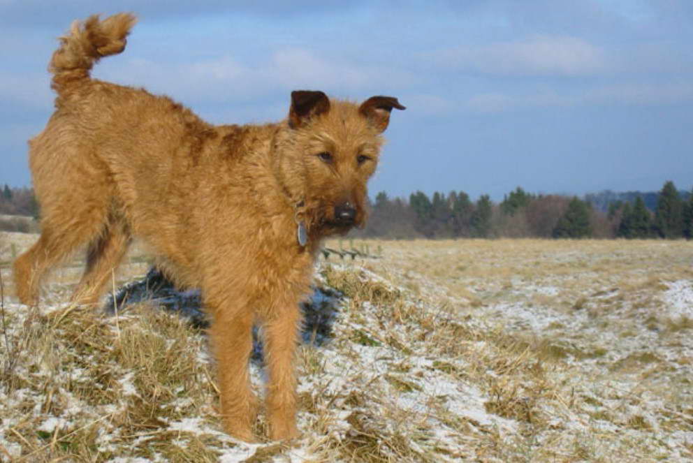 Irish Terrier For Sale Near Me