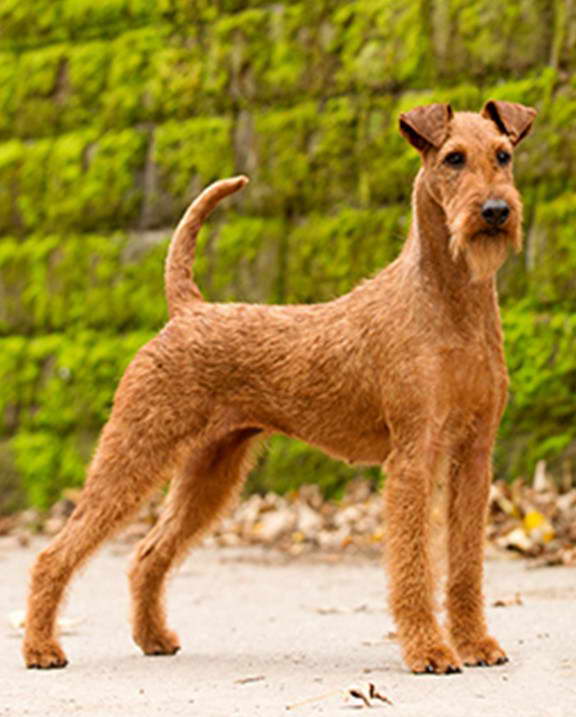 Irish Terrier Pictures