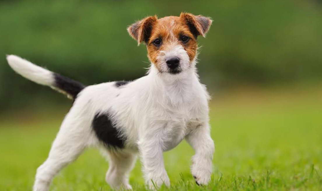 Is A Jack Russell Terrier Hypoallergenic