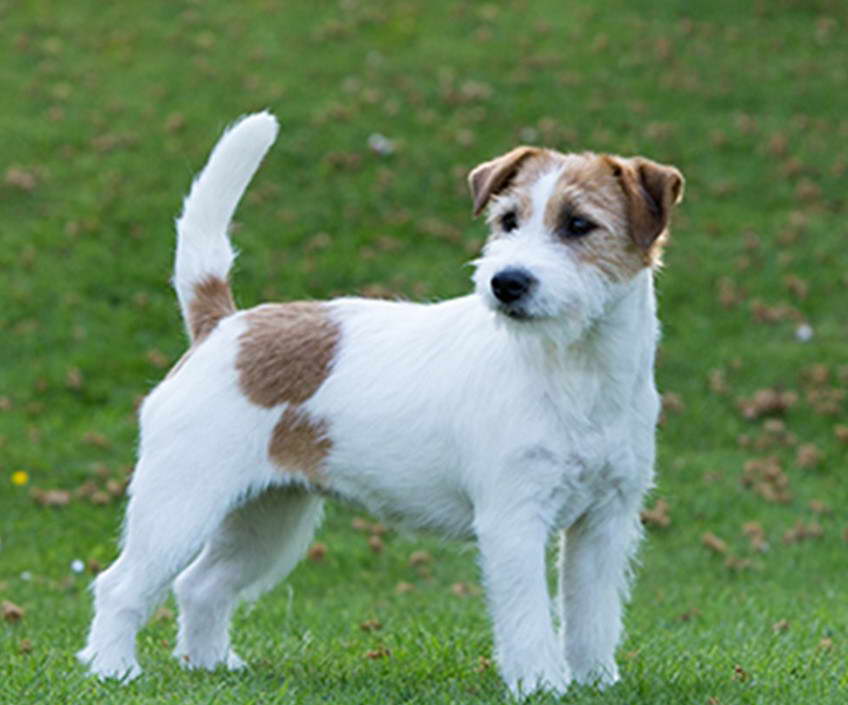 Jack Russell Australian Terrier