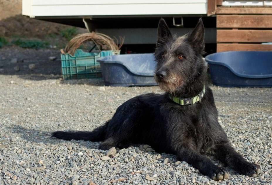 Jack Russell Scottish Terrier Mix