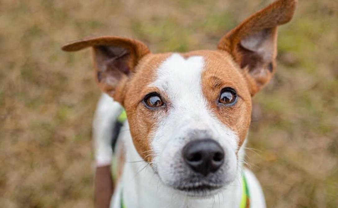 Jack Russell Staffordshire Terrier Mix