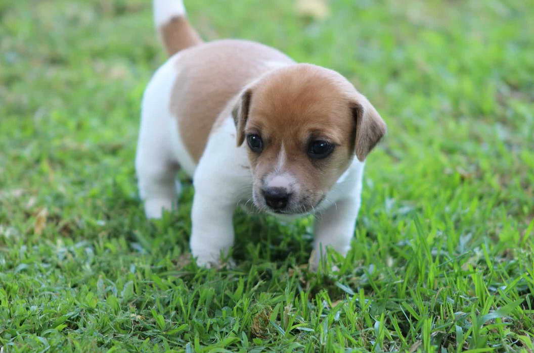 Jack Russell Terrier Adoption Near Me