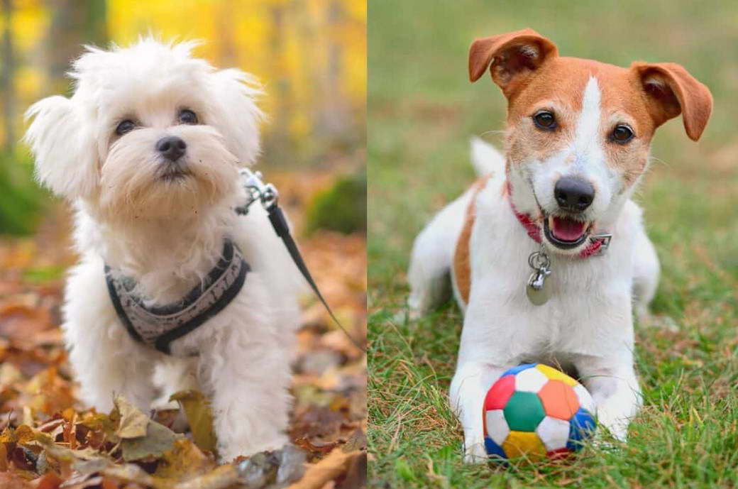 Jack Russell Terrier And Maltese Mix