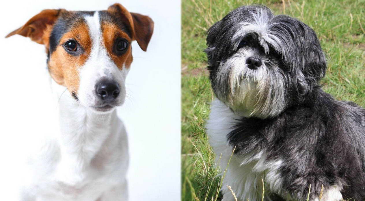 Jack Russell Terrier And Shih Tzu Mix