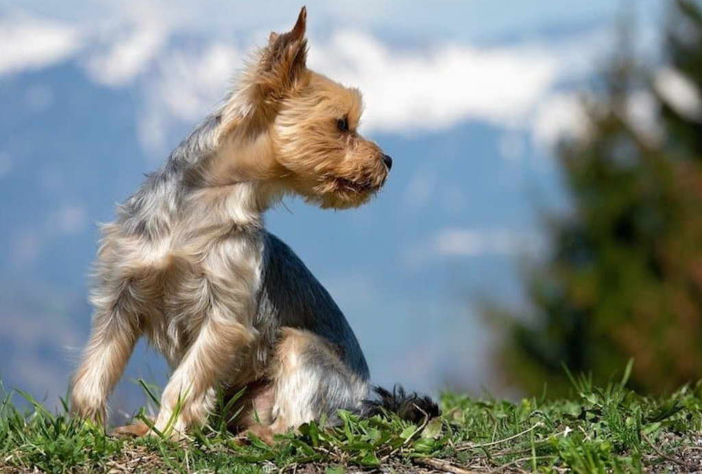 Jack Russell Terrier And Yorkie Mix