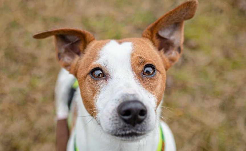 Jack Russell Terrier Australian Cattle Dog Mix