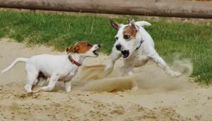 Jack Russell Terrier Barking