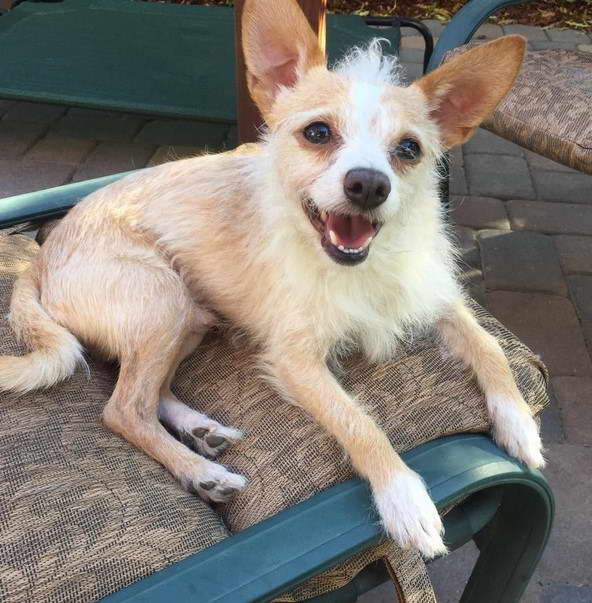 Jack Russell Terrier Chihuahua Mix Puppy