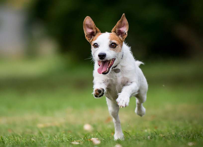 Jack Russell Terrier Club Of America