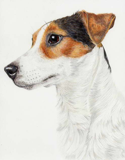 Jack Russell Terrier Drawing