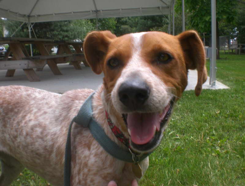 Jack Russell Terrier Heeler Mix