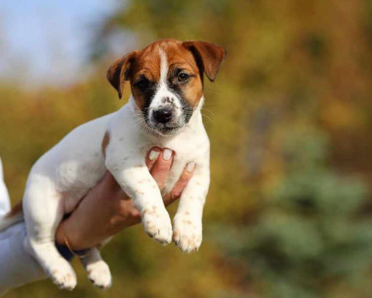 Jack Russell Terrier Mass