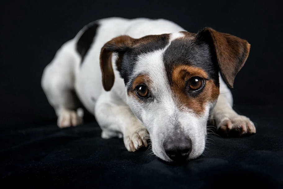 Jack Russell Terrier Mix Lifespan