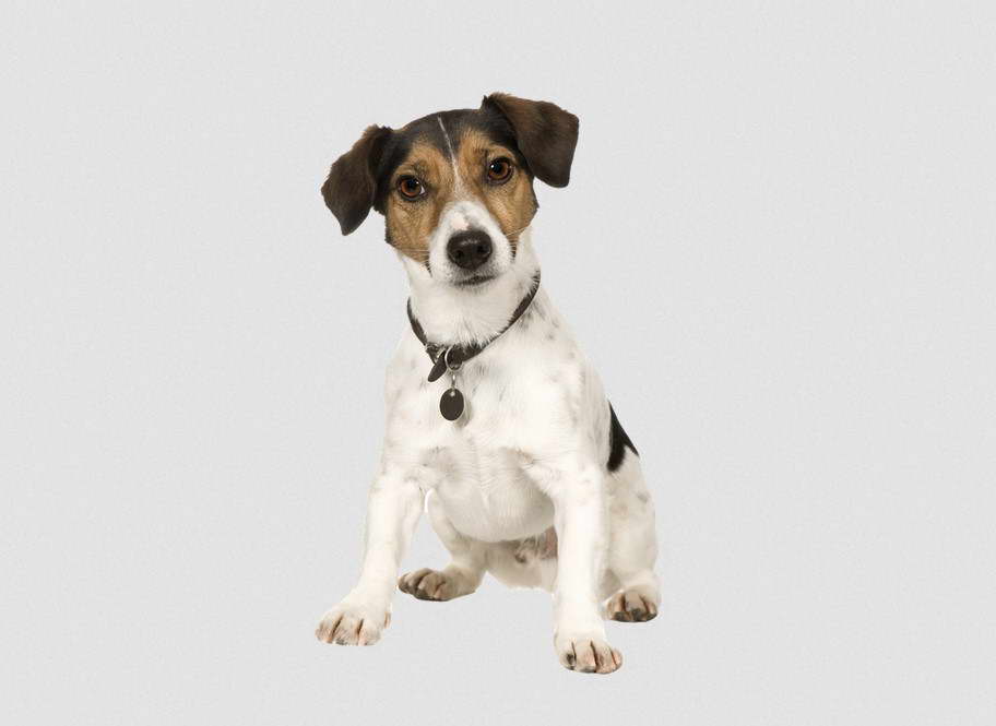 Jack Russell Terrier Puppies For Adoption