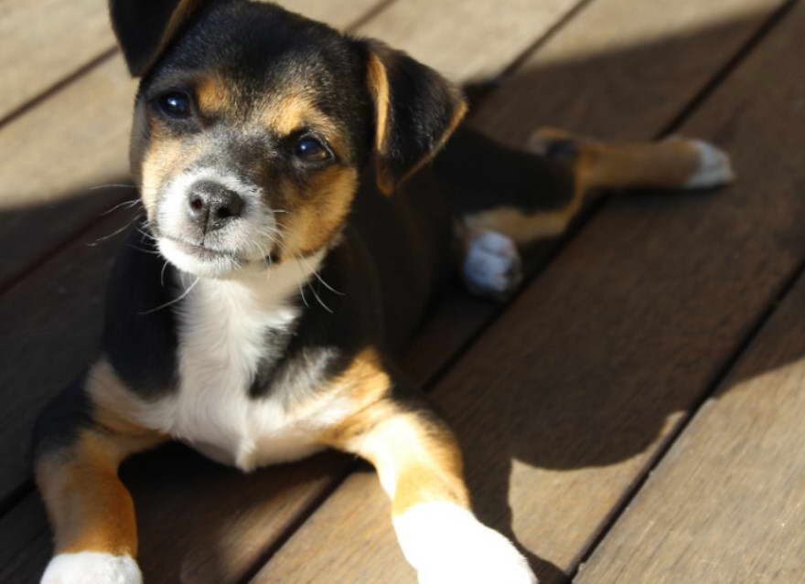 Jack Russell Terrier Similar Breeds