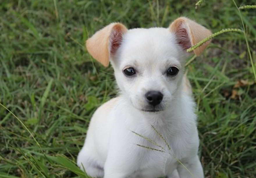 Jack Terrier And Chihuahua Mix