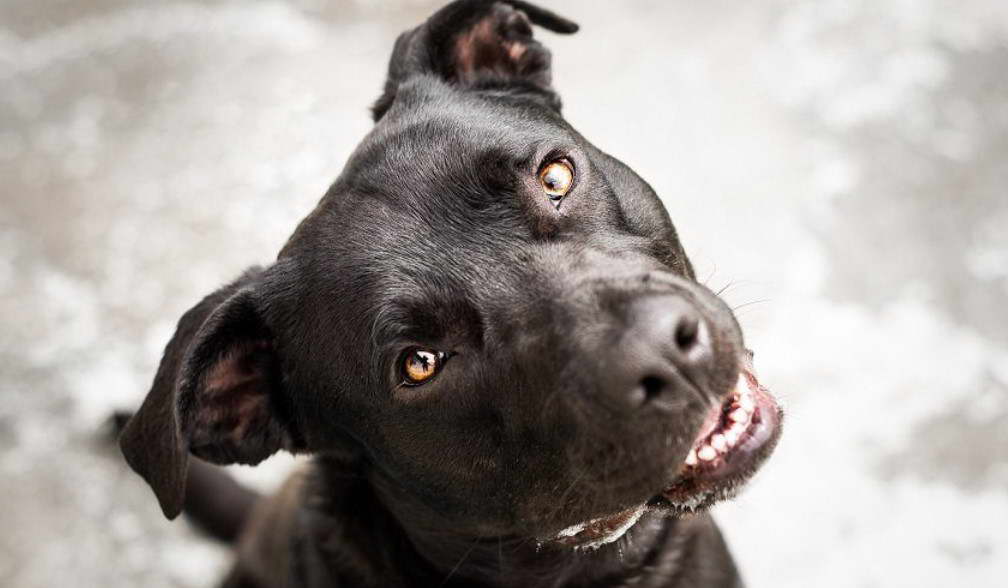 Labrador Bull Terrier Mix