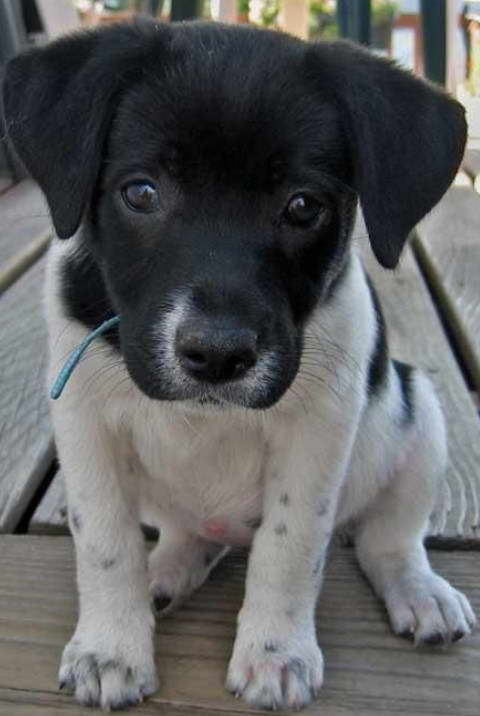 Labrador Rat Terrier Mix