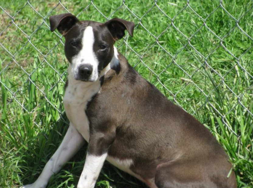 Labrador Retriever & Terrier Mix