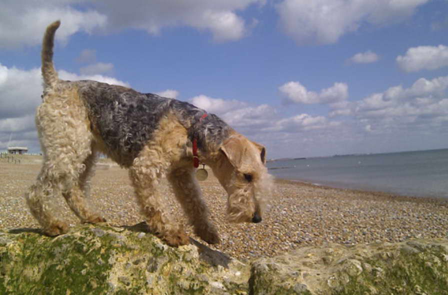 Lakeland Terrier Breeders Near Me