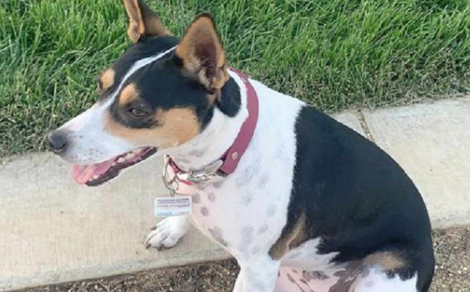 Large Rat Terrier