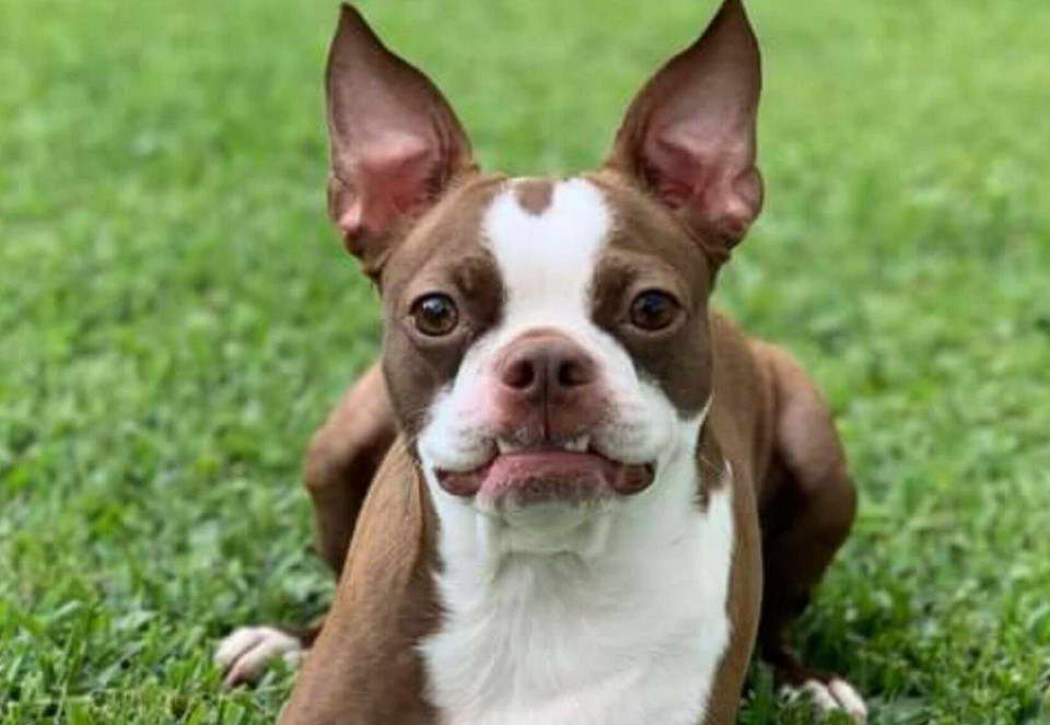 Light Brown Boston Terrier