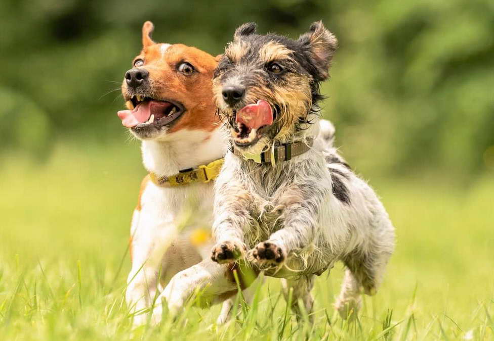 Long Haired Jack Russell Terrier Puppies