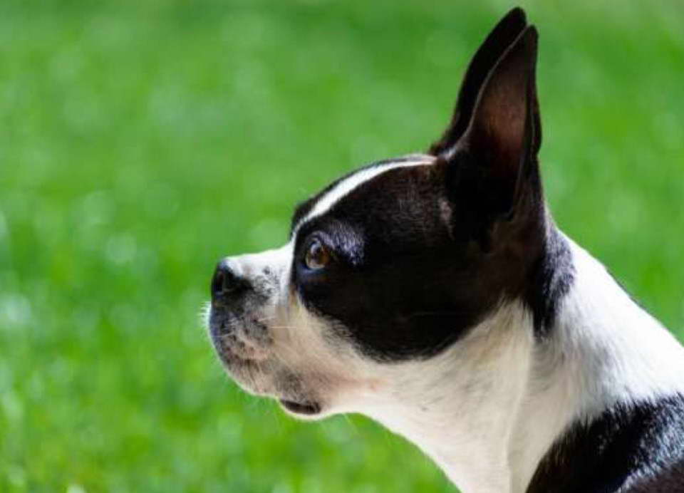 Long Nose Boston Terrier