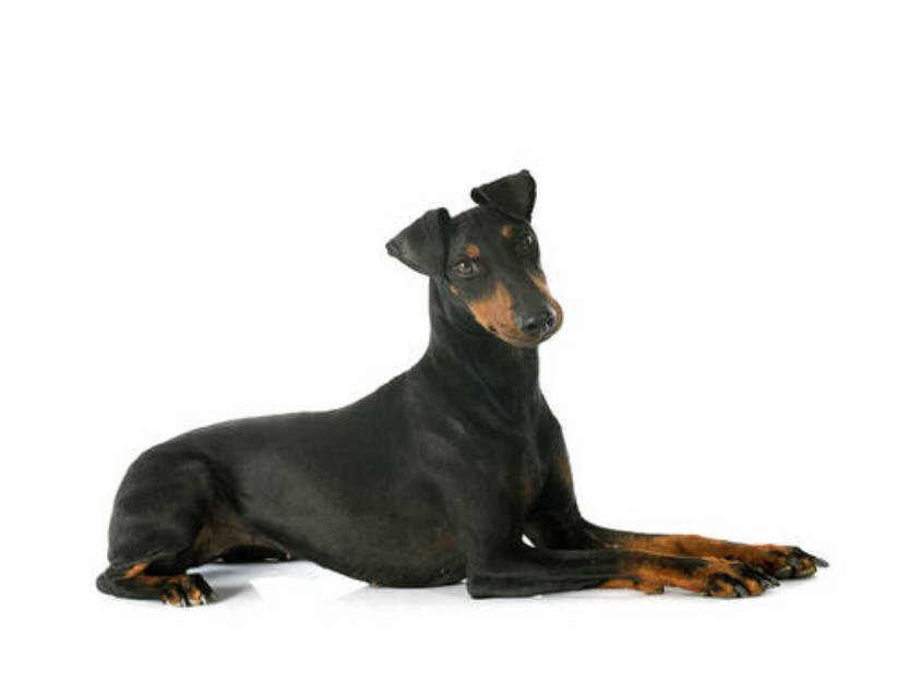 Manchester Terrier Adoption