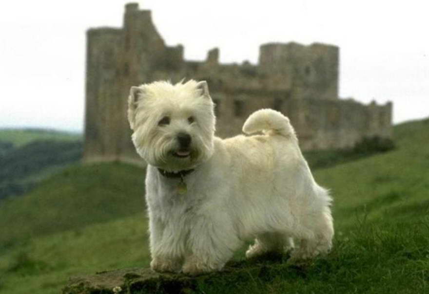 Mature West Highland Terrier For Sale