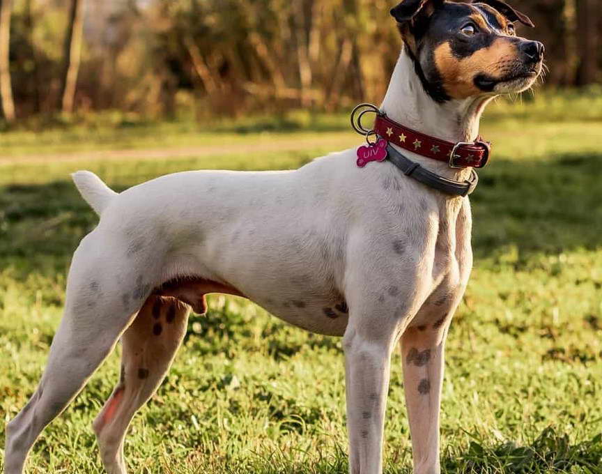 Mini Aussie Rat Terrier Mix