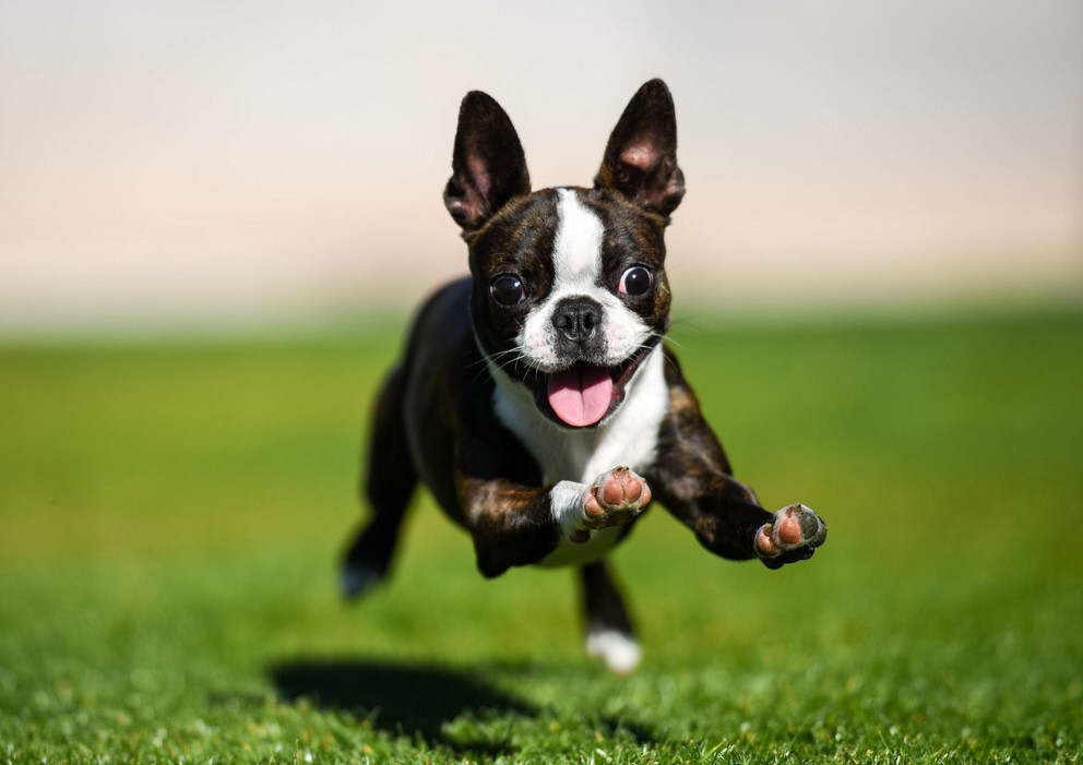 Mini Boston Terrier Puppies