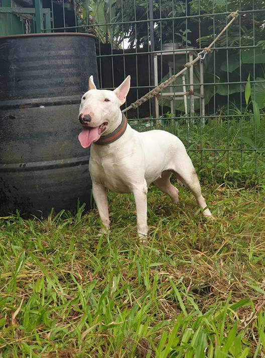 Mini Bull Terrier For Sale Near Me