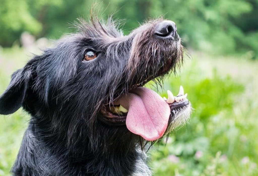 Mini Schnauzer Terrier Mix