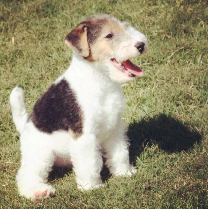 Miniature Wire Haired Terrier