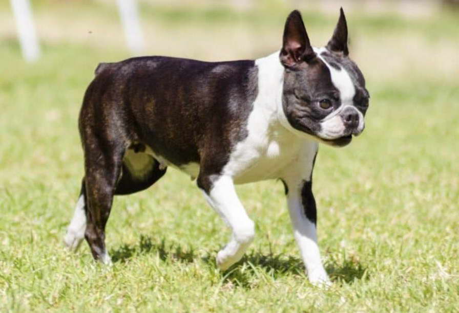 Muscular Boston Terrier