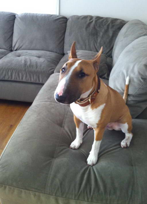 Nelson Bull Terrier