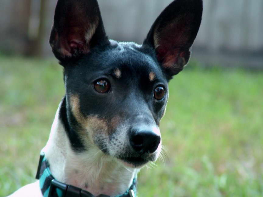 New Rattitude Rat Terrier Rescue