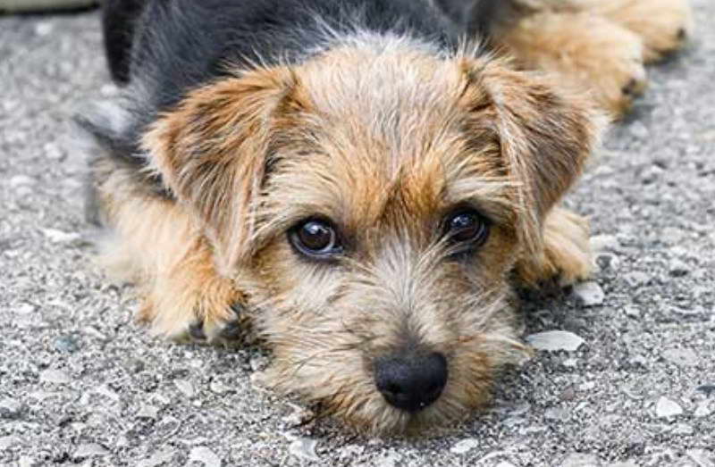 Norfolk Terrier Breeders Near Me