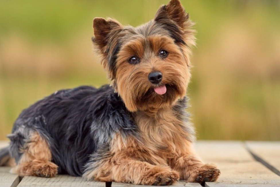 Norwich Terrier Breeders Near Me