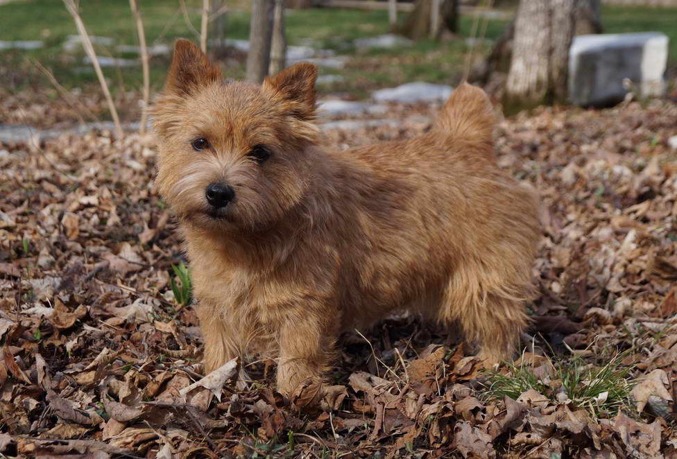 Norwich Terrier For Sale Near Me