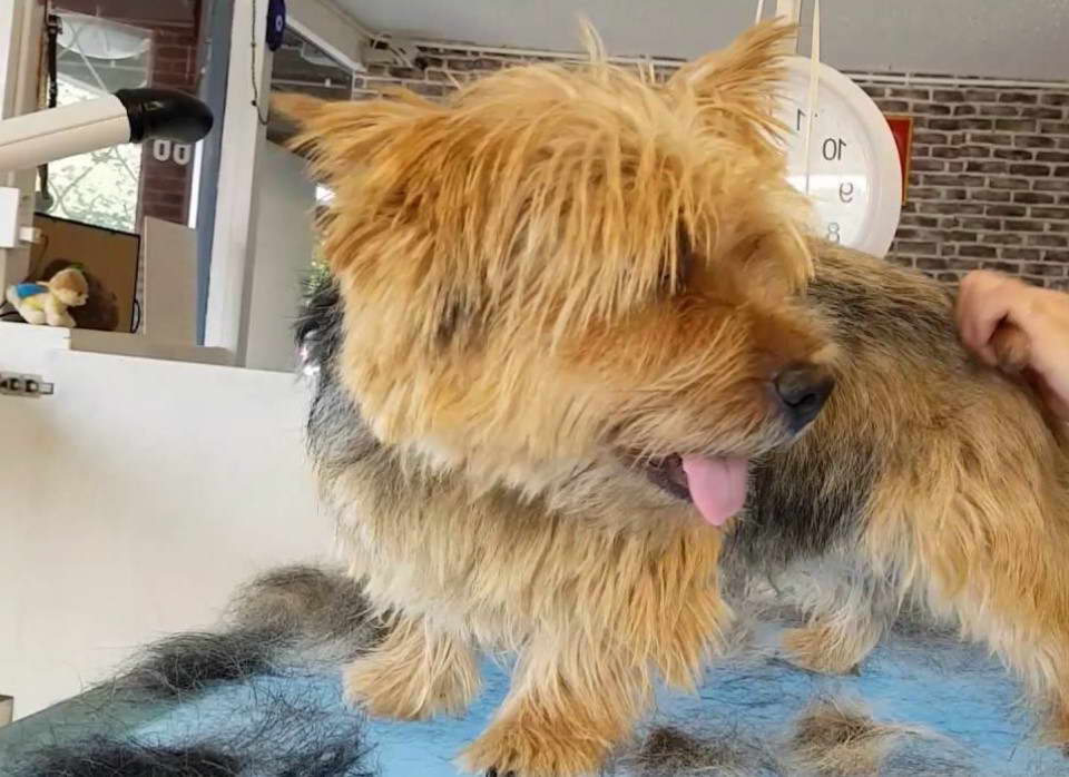 Norwich Terrier Grooming