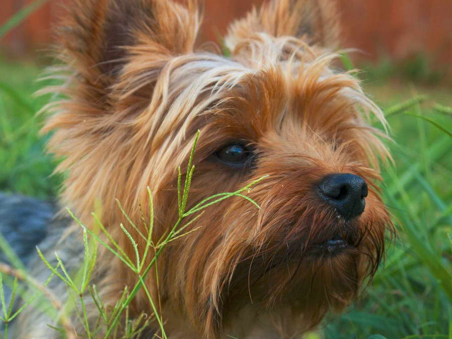 Old Yorkshire Terrier